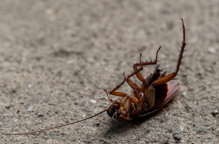 cockroach