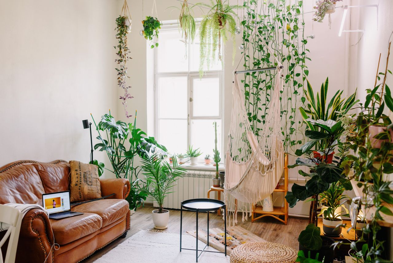 plants